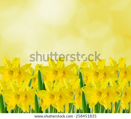 Yellow narcissus flowers, close up, yellow degradee background. Know as daffodil, daffadowndilly, narcissus, and jonquil.