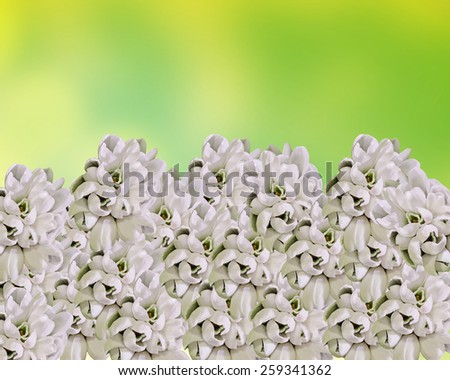 White Galanthus flowers, (snowdrop, milk flower), texture degradee background, close up. In romanian know as 