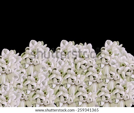 White Galanthus flowers, (snowdrop, milk flower), texture black background, close up. In romanian know as \