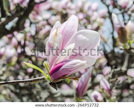 Pink, purple magnolia branch flowers, close up, bokeh outdoor background.
