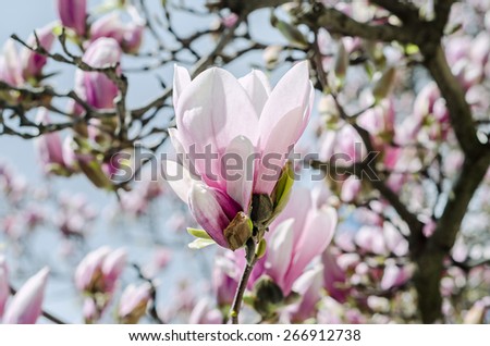 Pink, purple magnolia branch flowers, close up, bokeh outdoor background.
