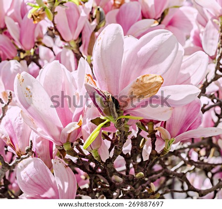Pink, purple Magnolia branch flowers, tree flowers, blue sky background.