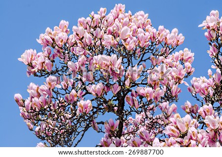 Pink, purple Magnolia branch flowers, tree flowers, blue sky background.
