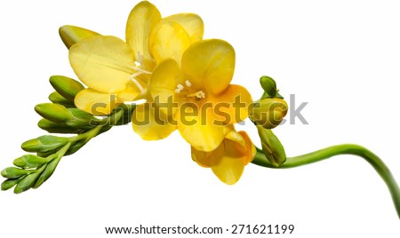 Yellow freesias branch flowers, close up, white background.