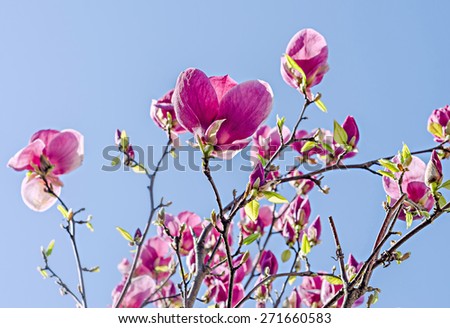 Purple Magnolia branch flowers, tree flowers, blue sky background.