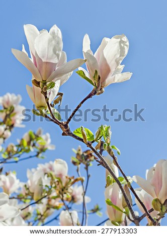 White Magnolia branch flowers, tree flowers, blue sky background.