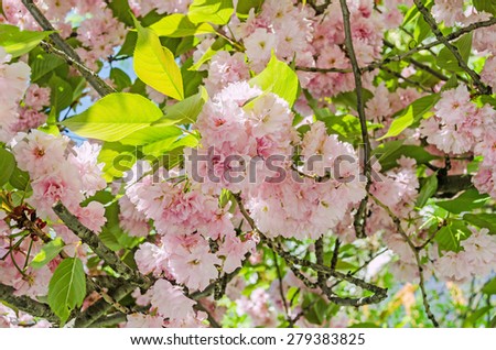 Pink tree flowers of Prunus serrulata Kanzan, branch flowers, japanese cherry, floral background, close up.