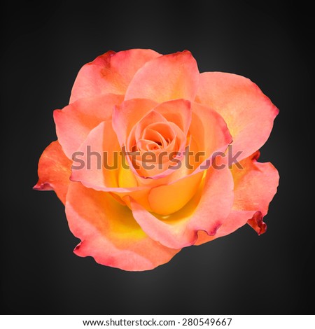 Orange with yellow rose flower, close up, floral texture, black background.