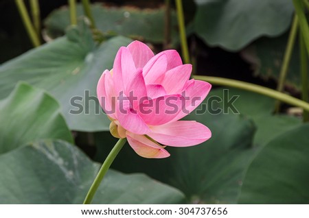 Pink, white, yellow nuphar flowers, green field on lake, water-lily, pond-lily, spatterdock, Nelumbo nucifera, also known as Indian lotus, sacred lotus, bean of India, lotus.