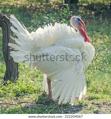 White turkey bird, close up, outdoor, sun rays light, country side.