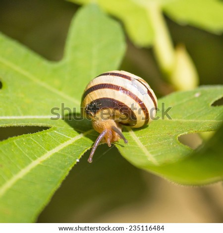 Snail on green fig leaf, square composition