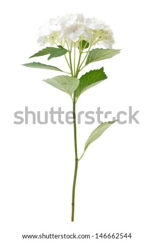 beautiful white hydrangea isolated on white background - stock photo