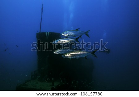 Four Tarpon swimming in front the smokestack on the USCG Duane in Key Largo, Florida