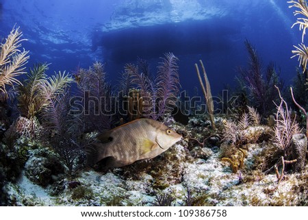 a Hogfish surrounded by colorful coral reef in the atlantic ocean with a boats outline on the surface in the background. Blue water and light rays as well in Key Largo, florida