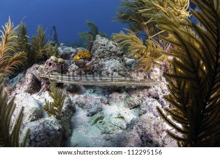 a Trumpet fish swimming amongst a coral reef in Key Largo, Florida of the florida keys with a blue water background.