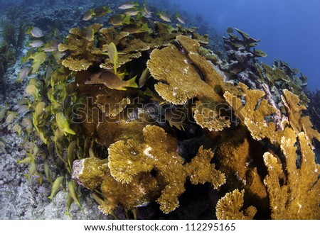 Mature Elkhorn Coral Colony on top of a coral reef with fish amongst the coral and a blue background shot with a fisheye lens in Key Largo, florida