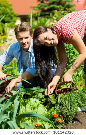 Gardening in summer - happy couple harvesting carrots and having lots of fun