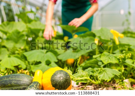 Female gardener at market gardening or nursery with apron and vegetables harvest