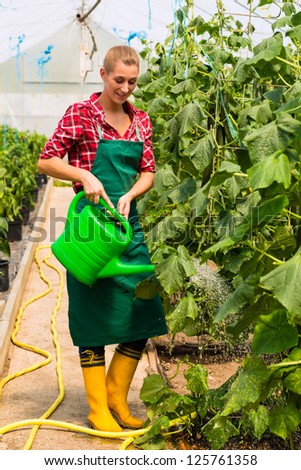 Female gardener at market gardening or nursery with apron watering vegetables or plants