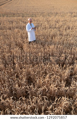 Scientist doing field test of new GMO grain for better yield, shot from above