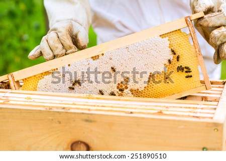 Female beekeeper controlling beehive and comb frame