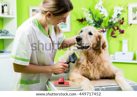 Woman getting Golden Retriever fur care at dog parlour
