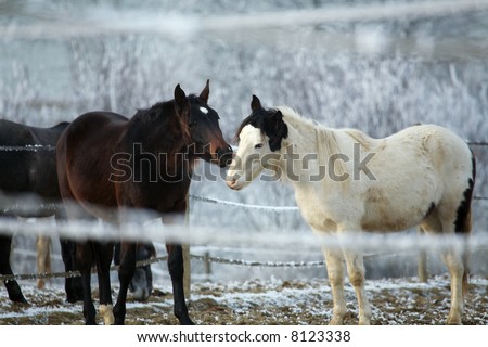 Two horses in winter hugging each other