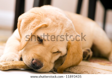 cute yellow lab dogs. shepherd dog, the lab dog