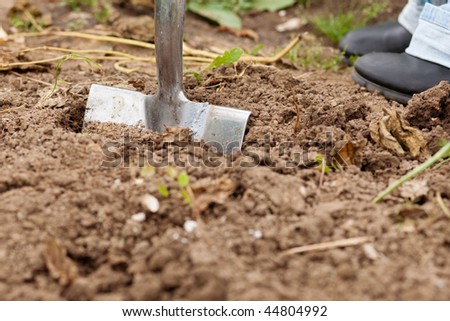 Woman gardener - only feet to be seen - digging the soil in spring with a spade to make the garden ready