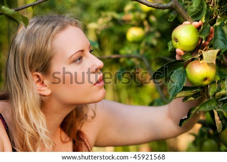 Woman gardener looking at the apple tree she has in her garden to find out if the fruits can be harvested