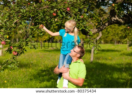 Father and daugther on his shoulders harvesting apples in a garden on a sunny day
