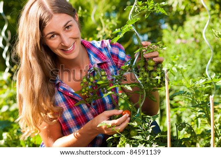 Gardening in summer - happy woman harvesting tomatoes from bush