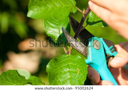 Man is cutting fruit tree with trimmer in his garden on a beautiful summer day