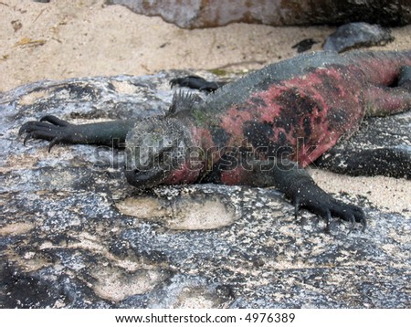 Marine Iguana Passed Out