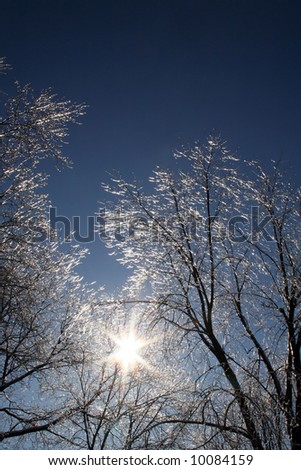 The sun shines through ice covered trees after an ice storm
