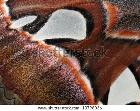 moth wing patterns