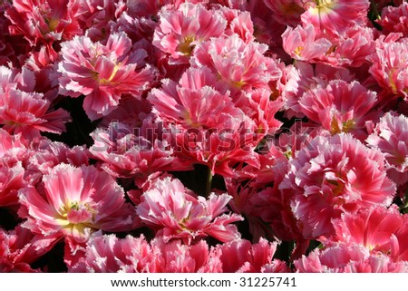 Pink and White Fringed Tulips