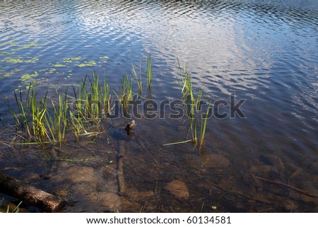Bull Rushes in a Cool Clear Summer Pond