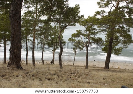 against the background of the sea, trees, nature