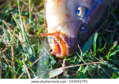 Laker carp with orange eyes on the green grass. Active leisure fishing catch.