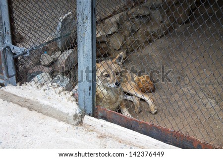 Cute red fox in the cage looking through the bars
