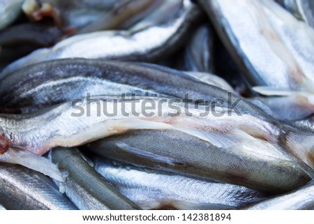Sprat fish background
