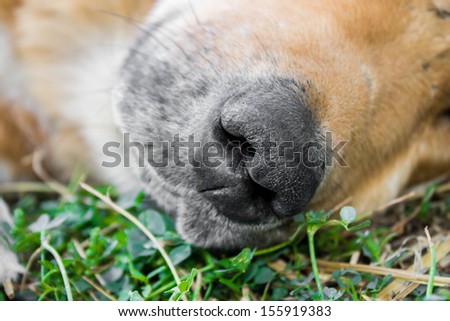 yellow dog is resting on a green