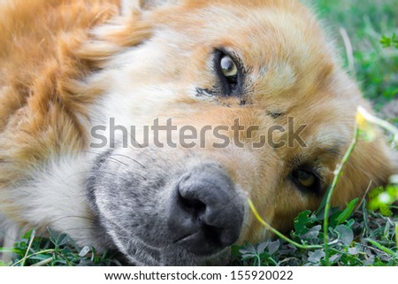 yellow dog is resting on a green