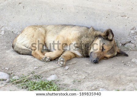 redhead dog resting