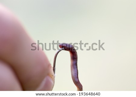 Rain worm on a hook on a palm of the fisher