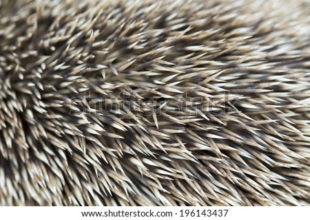 needle hedgehog texture