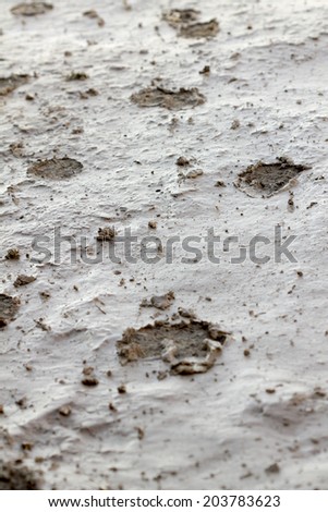 Dog footprint on wet soil