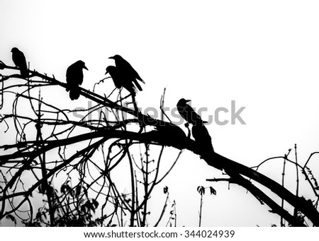 A lot of crows sitting on a leafless tree. Black and white