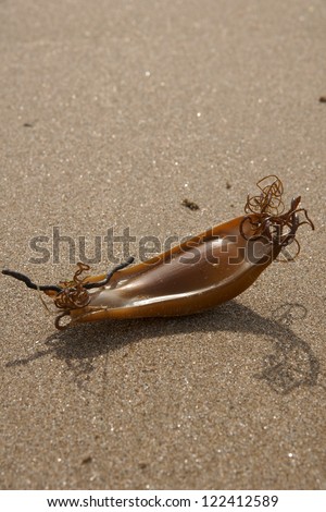 Mermaid\'s Purse or the egg case (Chondrichthyes) of the Dogfish - Scyliorhinus canicula (type of catshark of the family Scyliorhinidae) washed up on a beach